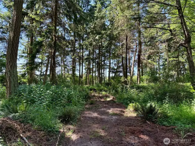 Beautiful forested land.