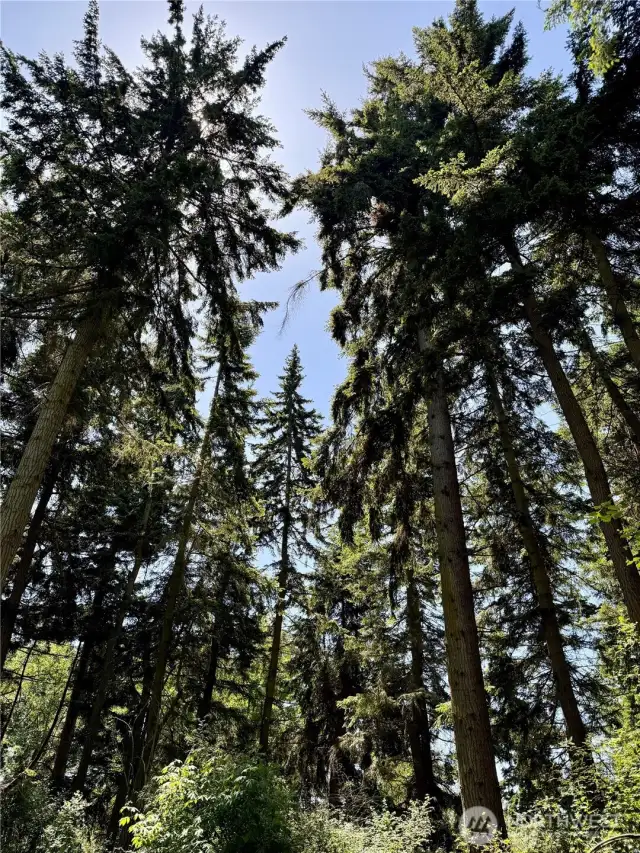 Potential value in timber.