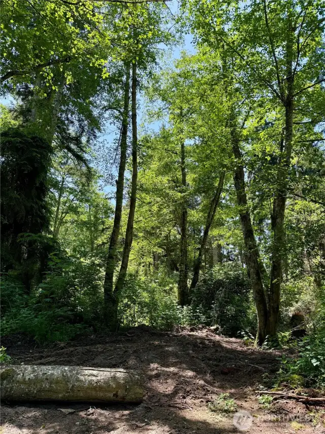 Sunlight shimmering through the trees.