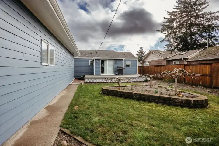 Japanese Maple display