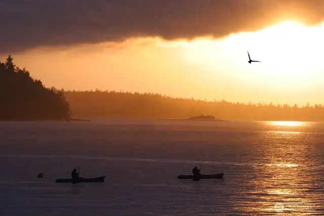 Seals, porpoises, eagles, whales at your doorstep