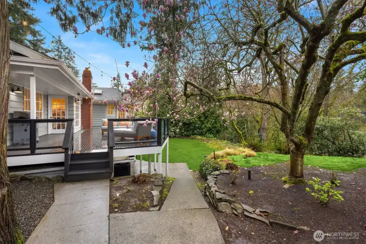 A gentle path to the backyard passes the specimen tulip magnolia tree.