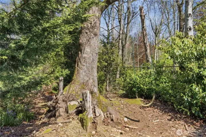 Private access from back gate to Shelton View Forest trails and wooded paths