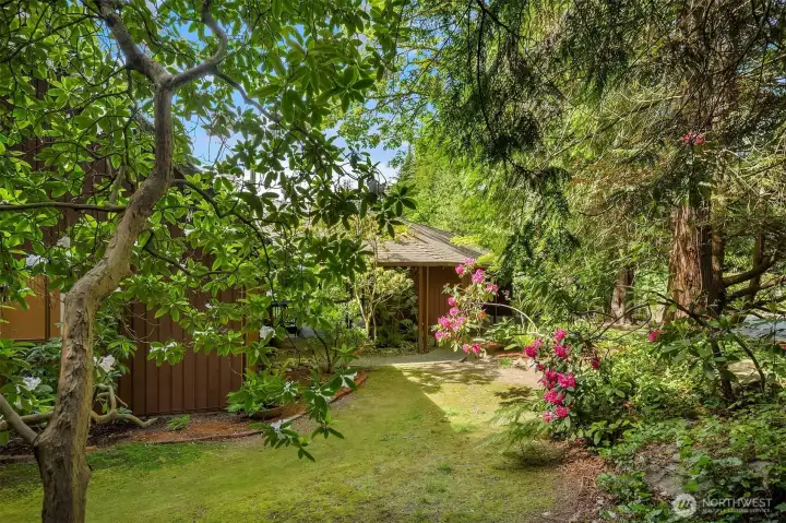 The sideyard, framed by rhododendrums, looking back towards the walkway entry to the house.