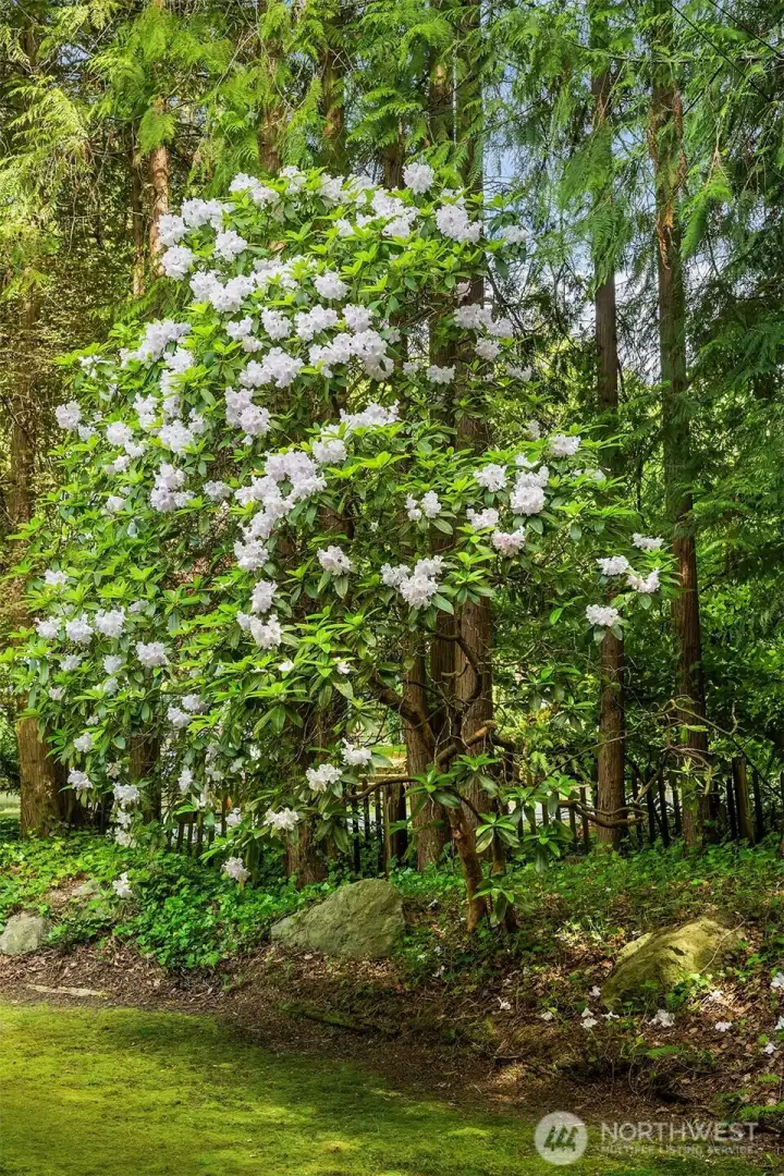 Your own private arboretum!