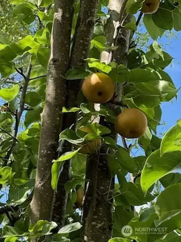 apple Tree in the Back fenced yard
