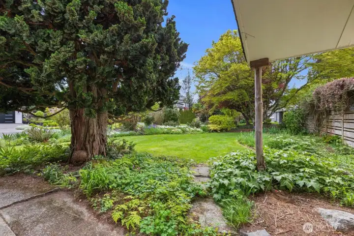 Front yard is immaculate. Featuring a Hinoki Cyress