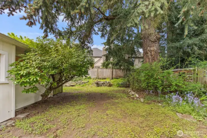 Rhododendrons and douglas fir