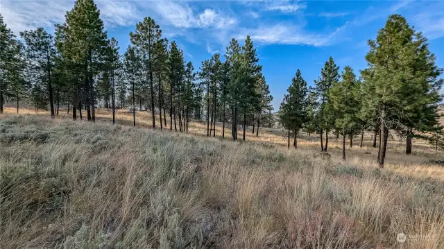 Looking East from East area of the property. Plenty of flat land.