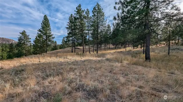 Looking South From East Area of property.