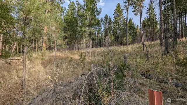 SW corner of lot looking NE. Lots of trees and secluded areas.