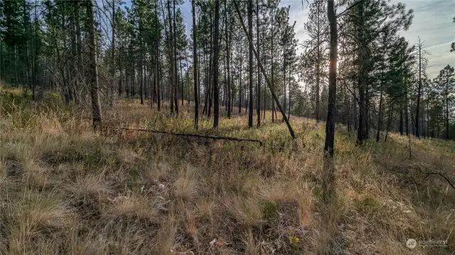 Looking South from West end of property.