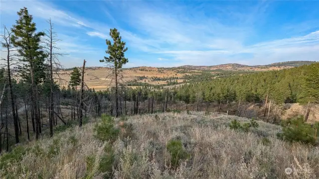 Looking North from East area of the property.