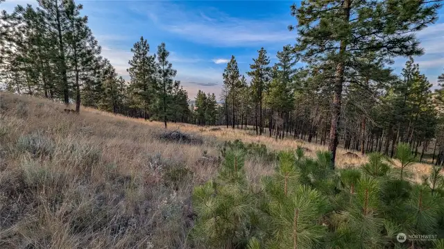 Looking West from South area of the property.