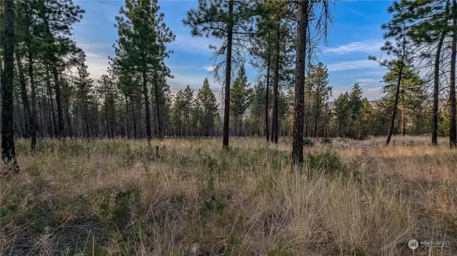 Looking West from West area of the property.