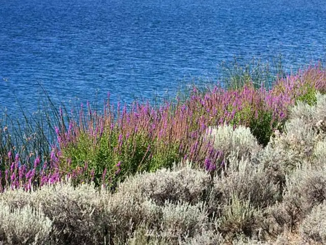 Spring wild flowers flourish around the three lakes.