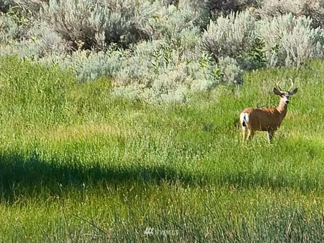 Abundant deer and wildlife.