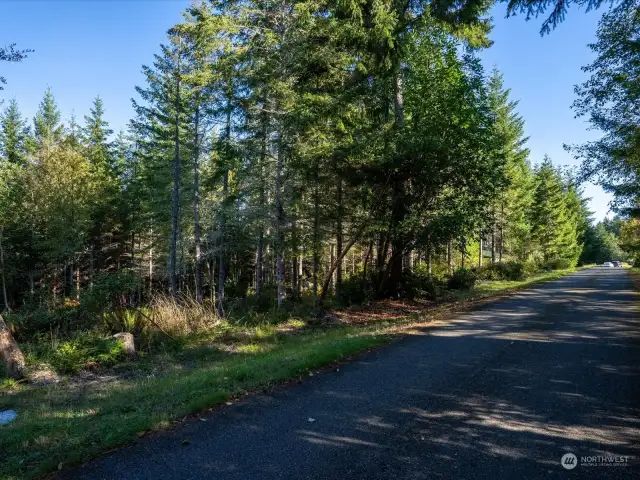 Stroll through this peaceful 5+acre property, where lush ferns carpet the forest floor, offering a natural retreat ready for your custom home