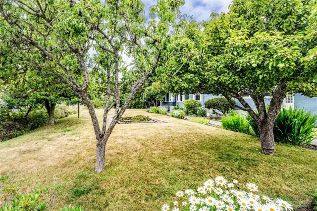 Fruit Trees