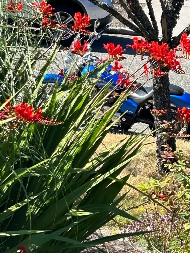 These Crocosmia attract so many hummingbirds! Its fun to sit on the front porch and watch them.