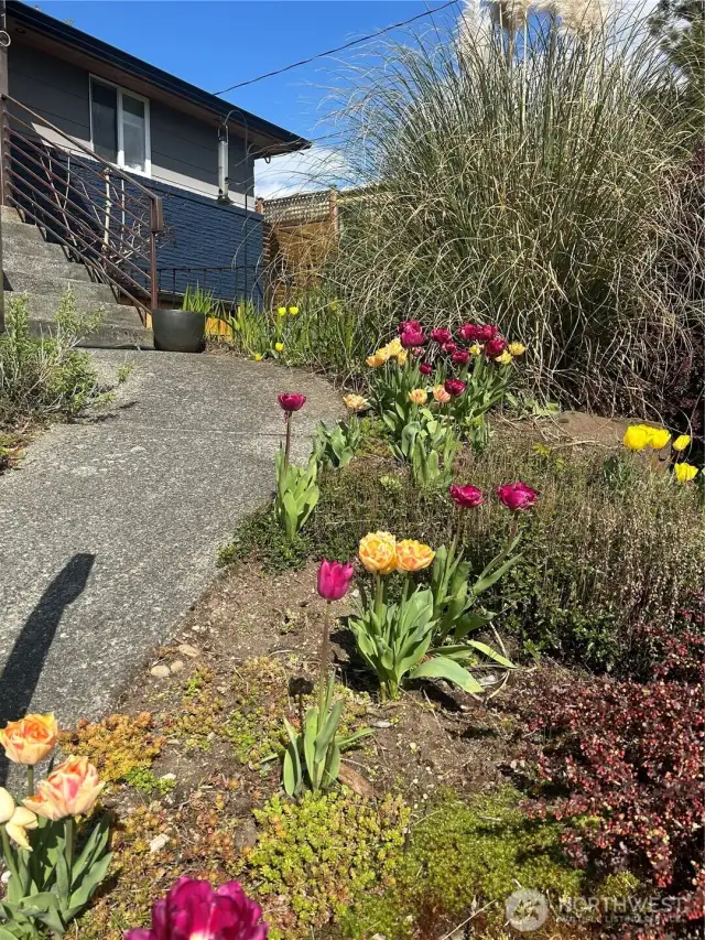 Tulips will be your spring surprise!