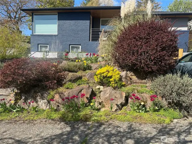 In the spring, tulips galore adorn the front yard.