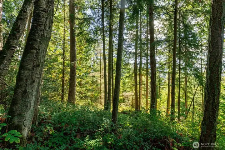 Mature timber throughout the property