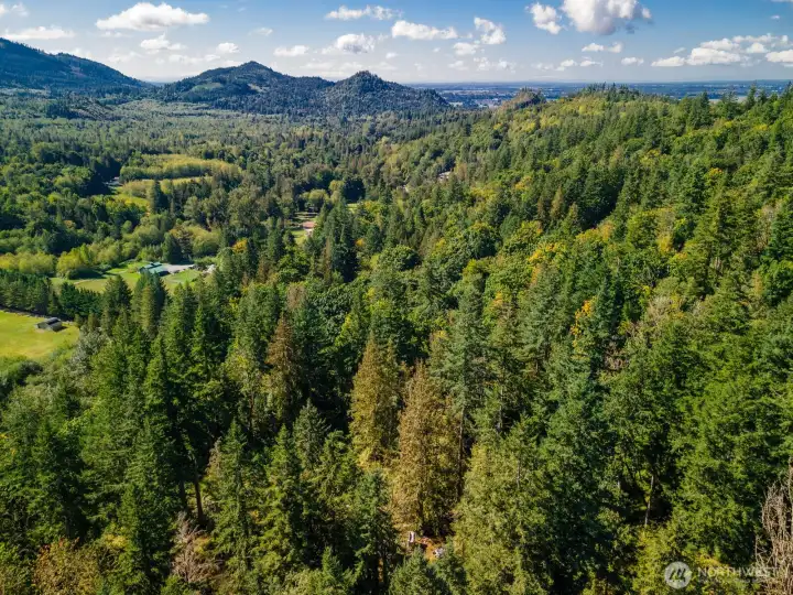 Vast forest lands for miles