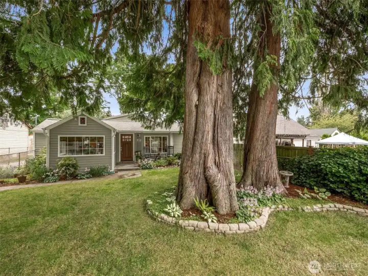 Beautiful mature Cedar trees provide privacy & shade on hot summer days.
