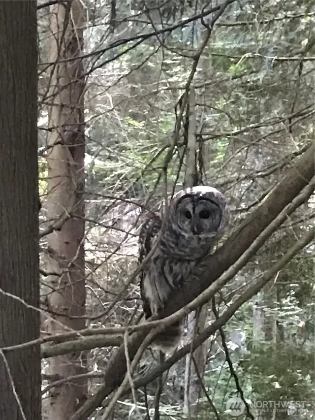 Local owl in a tree close to the deck!