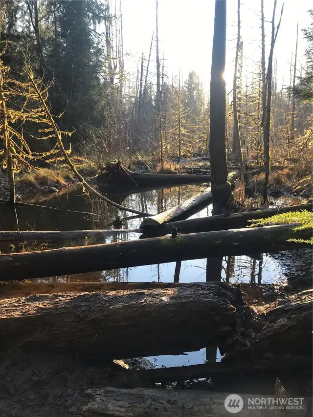 Trail near home