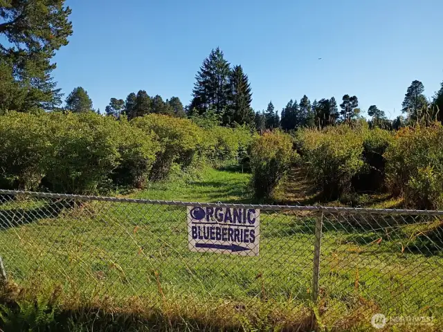 8 different organic varieties of blueberries!