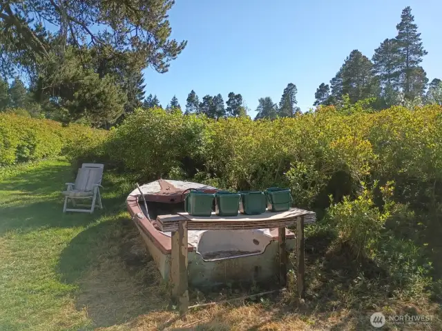 Another boat that floated onto farm, never claimed.  Kids enjoy playing in it.  Painted to match the blueberry stand shed it's next to. Plenty of picking buckets, too!