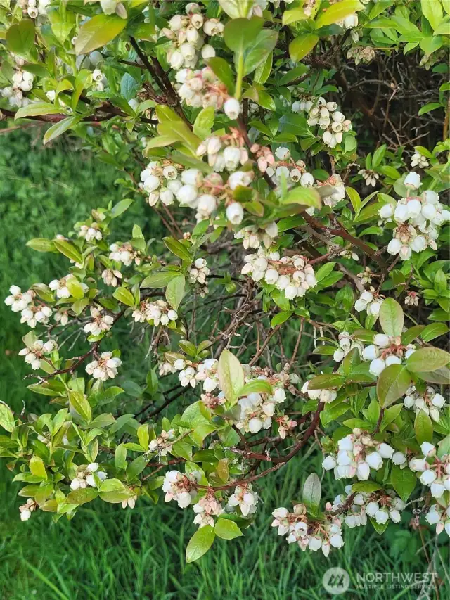 Beautiful white bell-shaped flowers bloom on all the blueberry bushes in May!