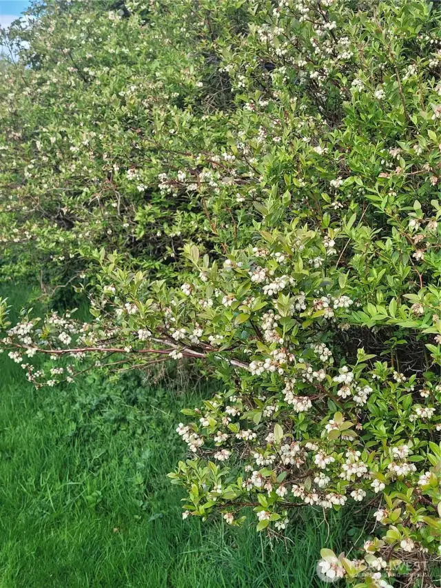 These flowers all turn to berries!  So many...bumper crops every year here!!