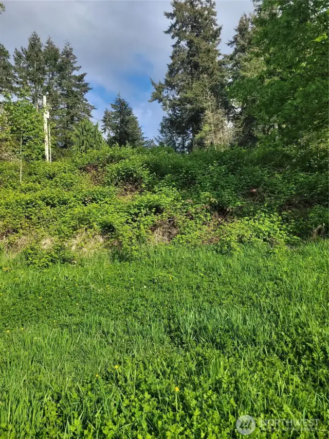 Field looking up toward plateau area where you could build your new home?!  Although overgrown, if cleared there is a path that you can walk up to the top instead of accessing from the street.