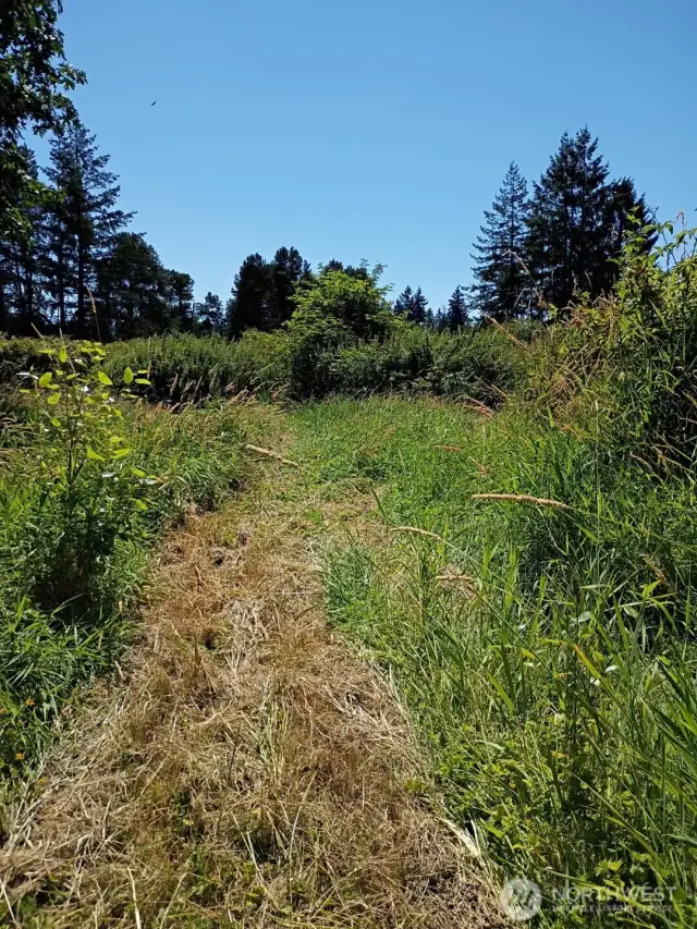 Large field area. Plant more blueberries or other crop?  Farm had chickens for a time as well.
