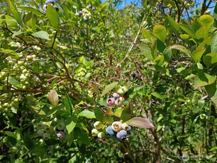 Farm has full span of the blueberry, season, early, mid and late varieties. First farm to open and last to close!
