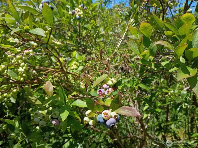 Farm has full span of the blueberry, season, early, mid and late varieties. First farm to open and last to close!