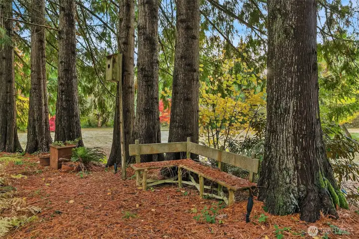Owl house and a bench for thinking. - pond is to my left, meadow is straight behind the trees