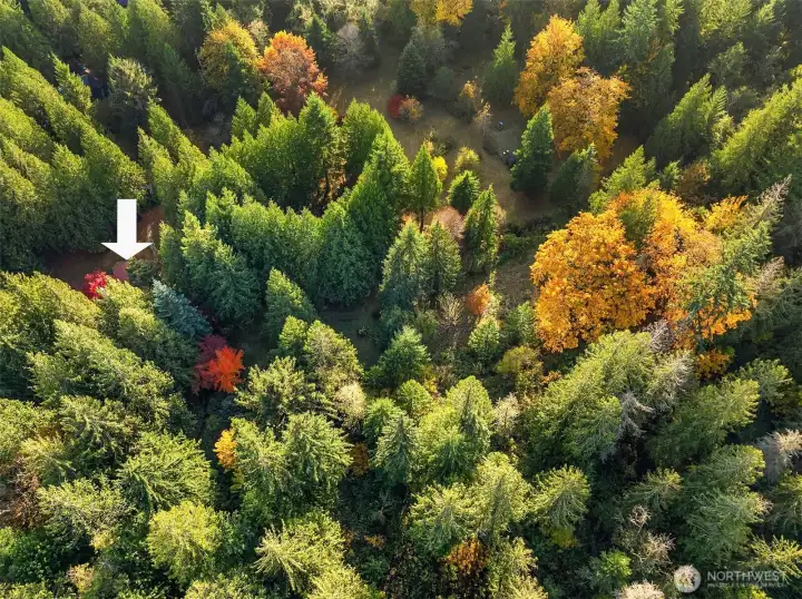 It is very hard to get a sense of the size of these trees but the arrow is pointing to the build site where the mobile home is currently placed.