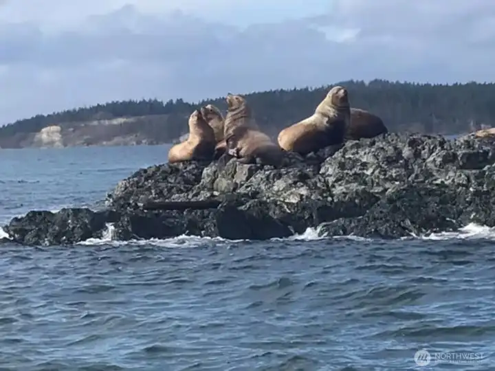 Bird Rocks crossing to Decatur