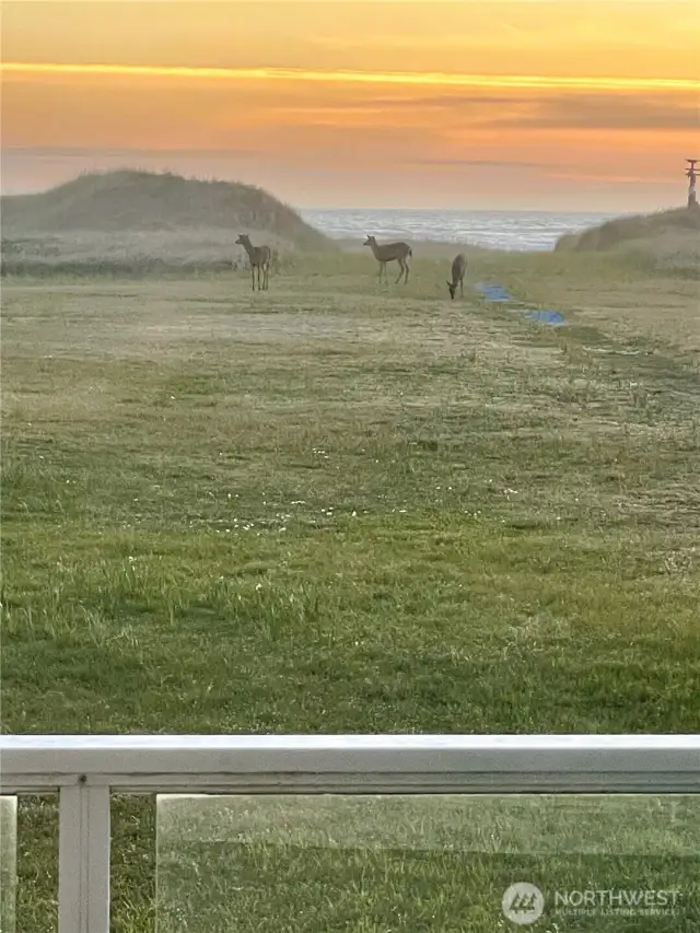 Enjoy the ocean view and local wildlife from the deck