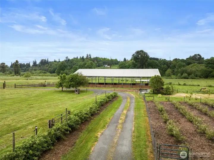 Apple tree hedge on left and blueberries on the right on the way to the covered arena.