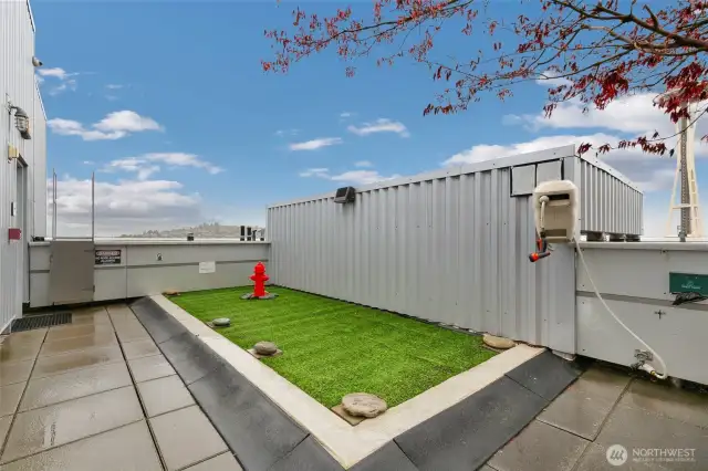 Dog relief area on the rooftop