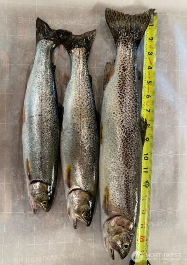 Fish caught from Echo Lake this summer 2025.