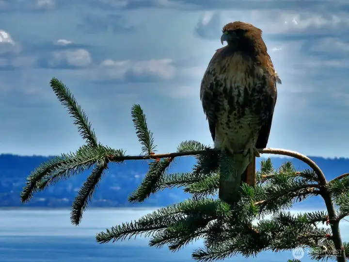 Enjoy your front row seat to Whidbey's wildlife, including many birds of prey like this juvenile eagle.
