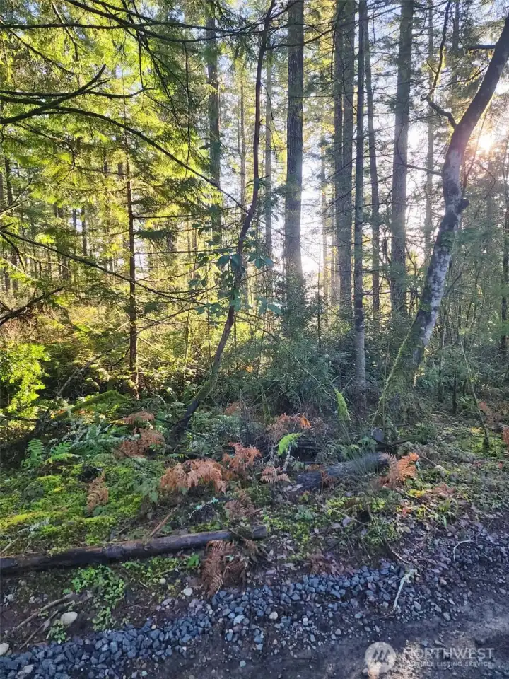 Lush forestry, taken from the back of the property from Underline Rd