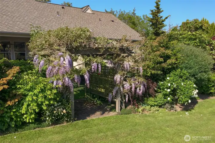 Wisteria over arbor
