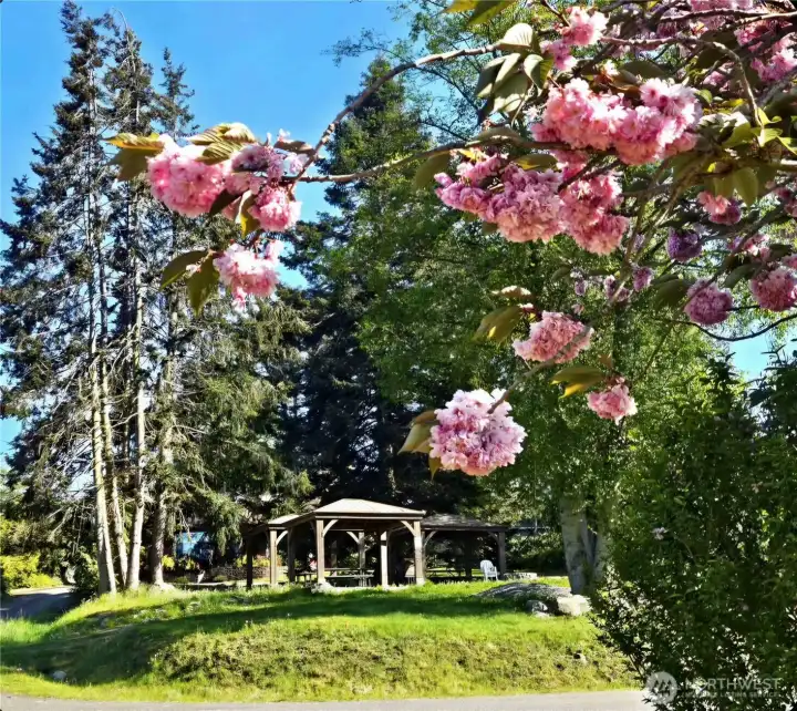 Community Park Community Park